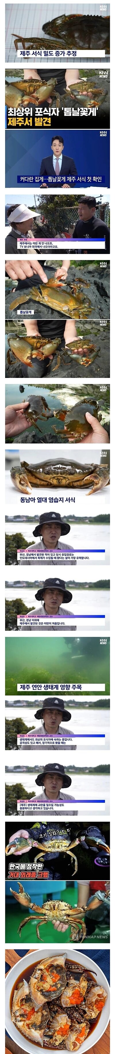 동남아에 서식하던 대형꽃게들이 제주도에 등장_1.jpg