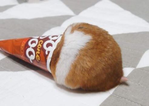 구구 크러스터를 땅에 떨궜음.jpg_1.jpg