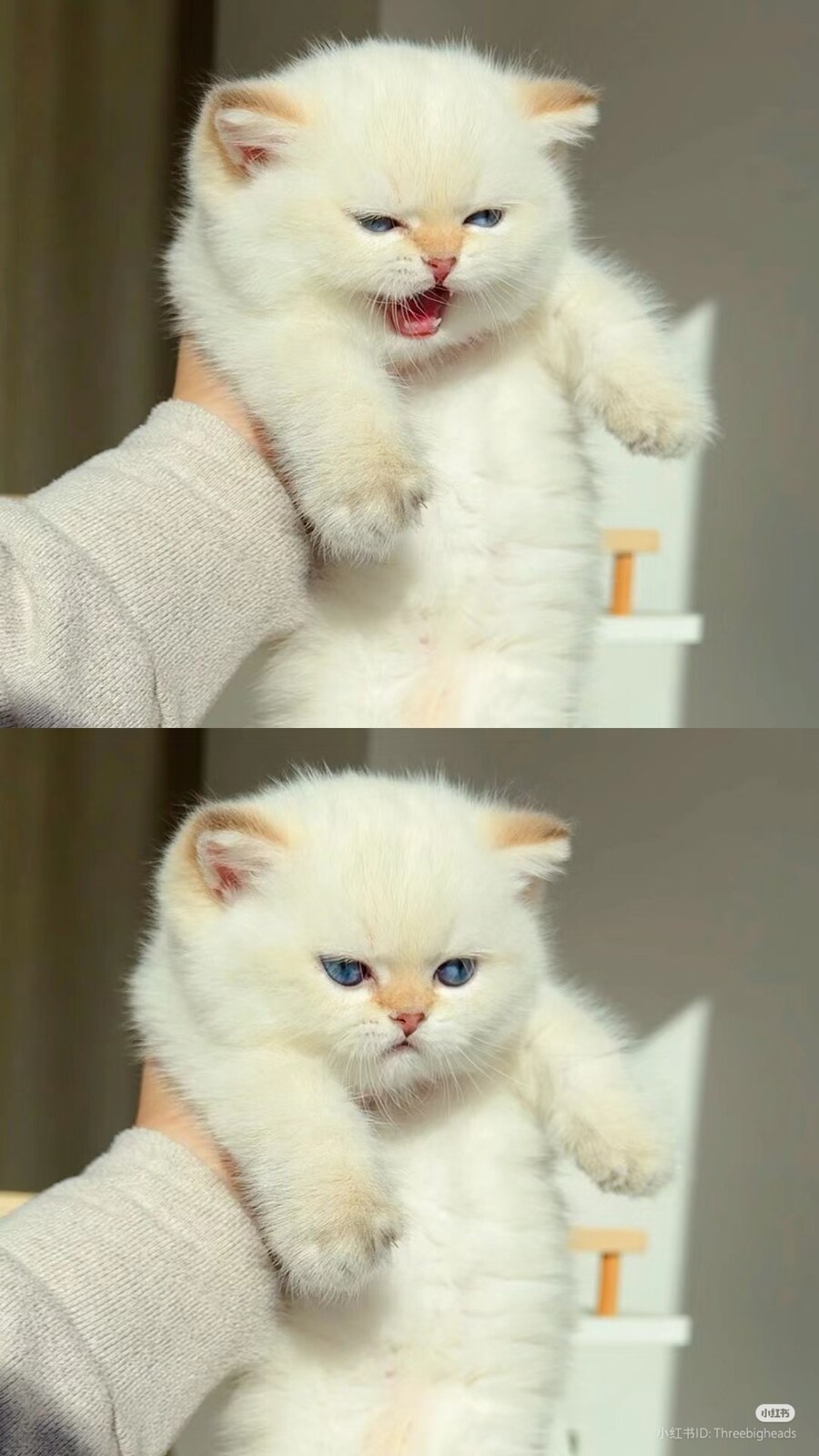토실토실하게 생긴 어리고 하얀 고양이 _1.jpg
