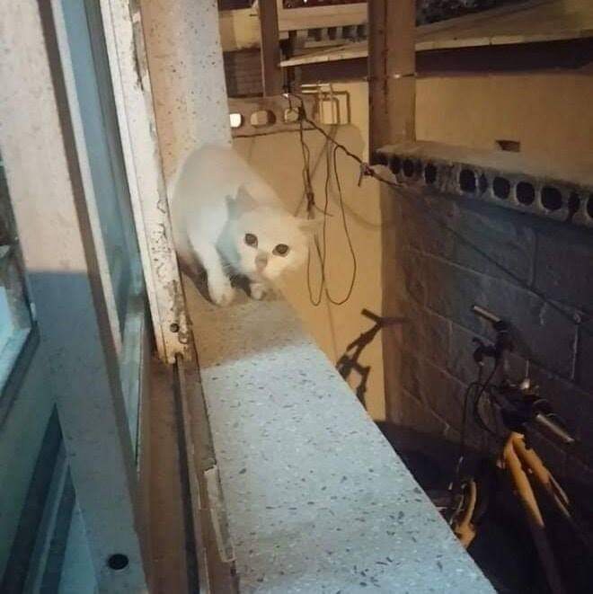 고양이들 사이에서 소문 난 집.jpg_1.jpg