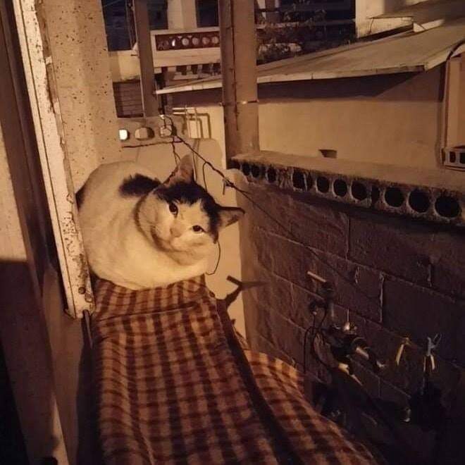 고양이들 사이에서 소문 난 집.jpg_4.jpg