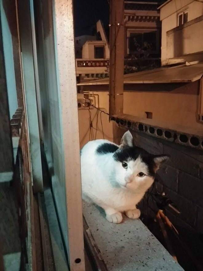고양이들 사이에서 소문 난 집.jpg_7.jpg