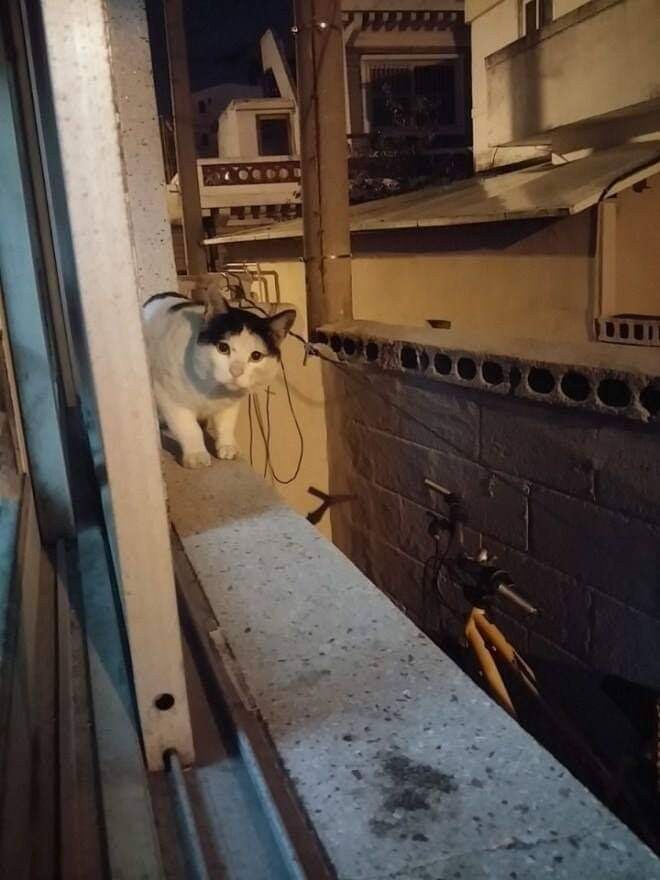 고양이들 사이에서 소문 난 집.jpg_9.jpg