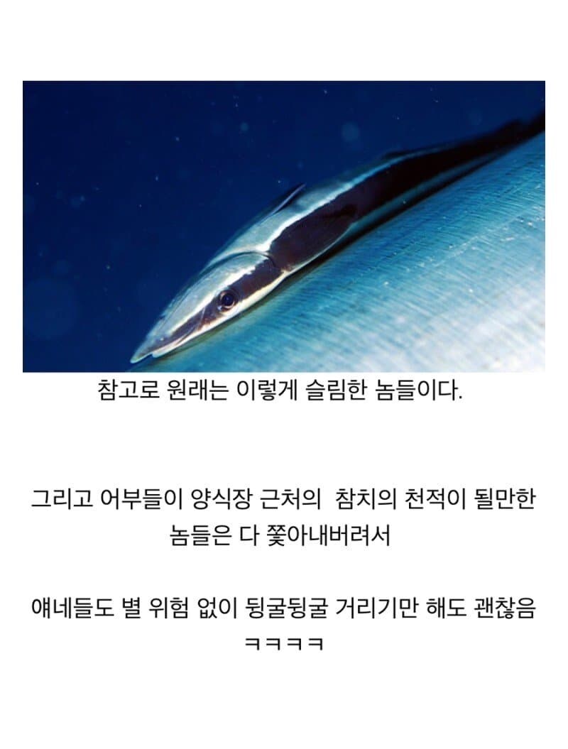 인간 덕분에 꿀빨고 있는 생물.jpg_2.jpg