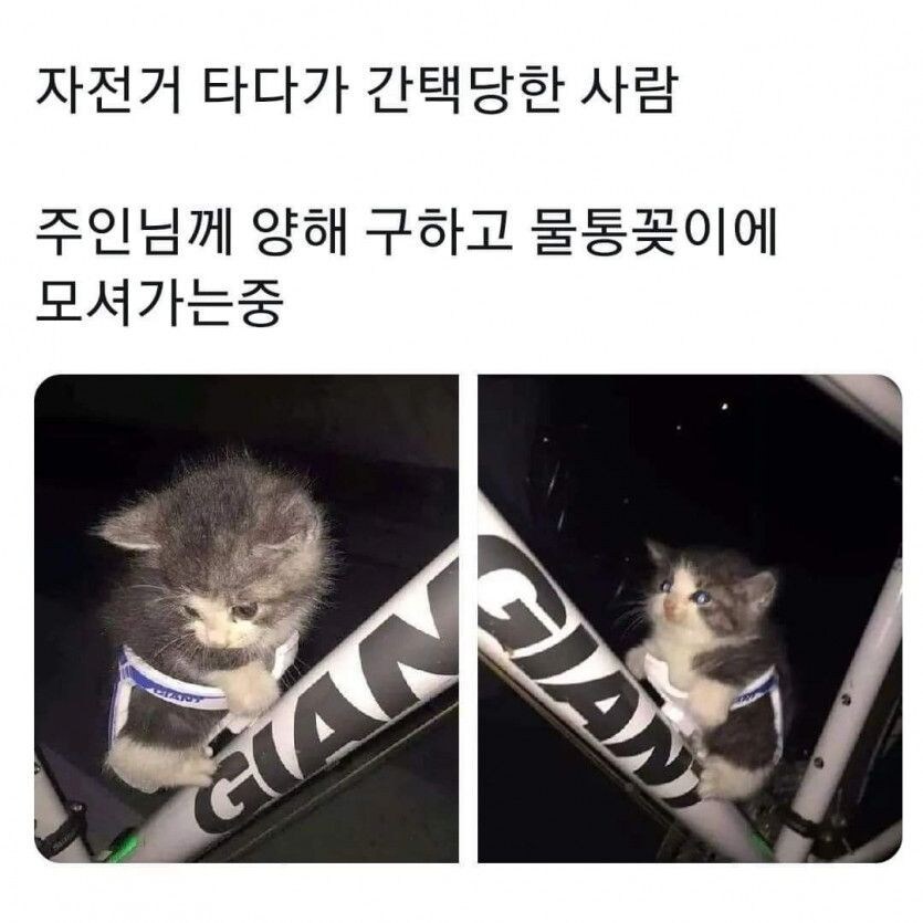 고양이에게 간택 당한 라이더_1.jpg