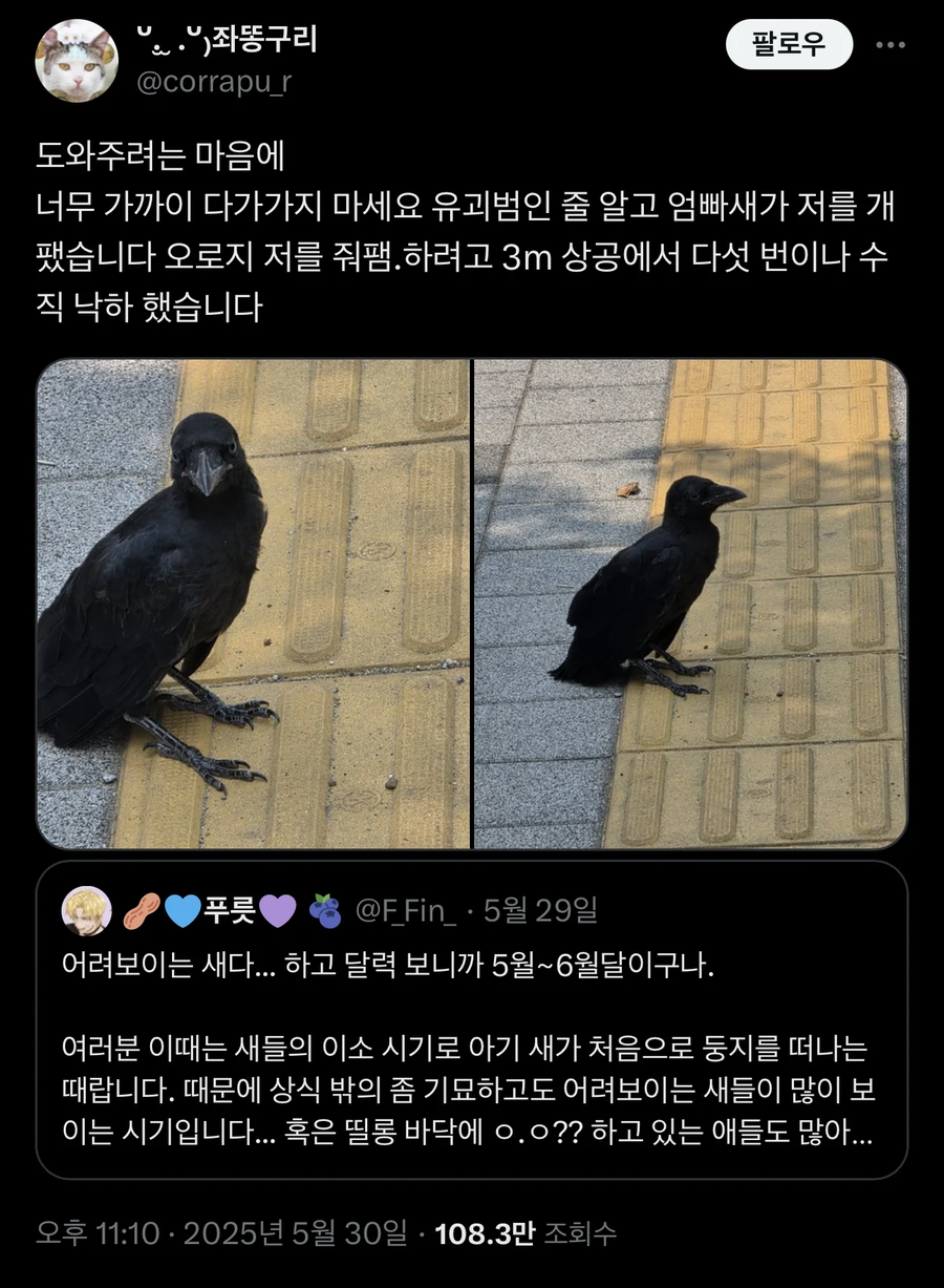 ⚠️ 까마귀를 건드리지 마십시오. ⚠️_4.webp