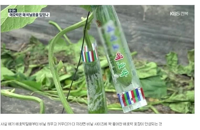 사람들이 잘 모르는 애호박의 원래 형태_1.webp