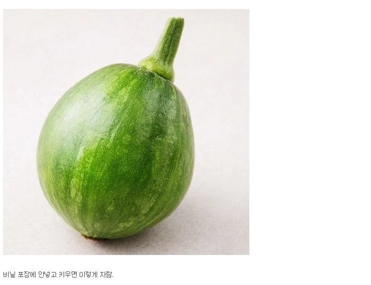 사람들이 잘 모르는 애호박의 원래 형태_2.webp