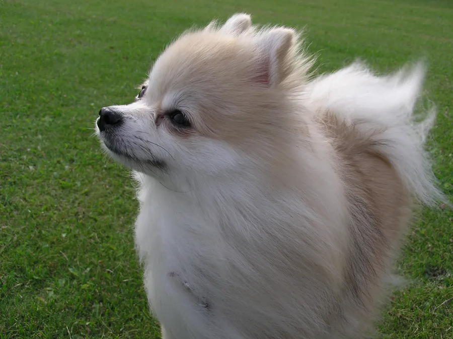 아련한 포메_1.webp