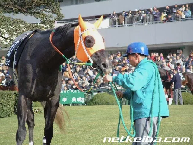 경기중 스페셜 위크 꼬리를 물어 뜯은 미친 말의 천적들_7.webp