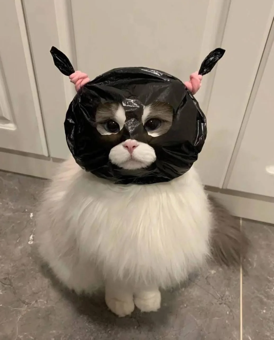 하나도 수상하지 않은 고양이_1.webp