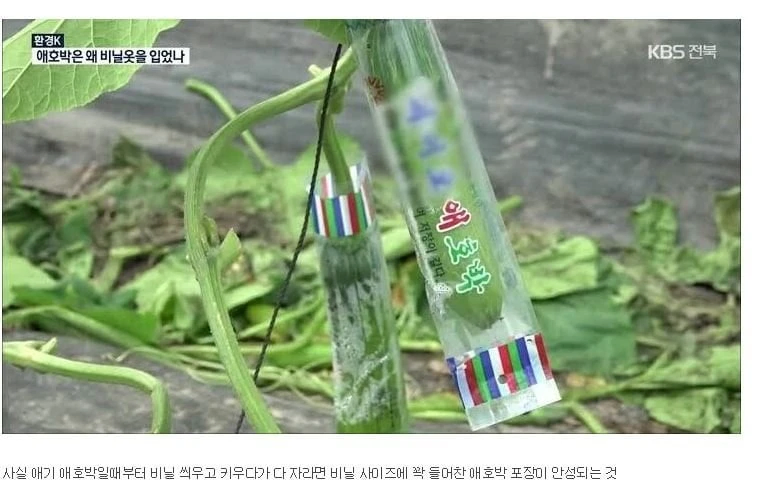사람들이 잘 모르는 애호박 진실_1.webp