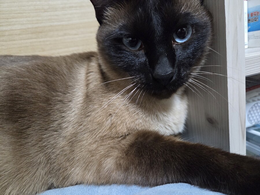 고양이 : 나는 생각이 없다. 왜냐면_6.jpg
