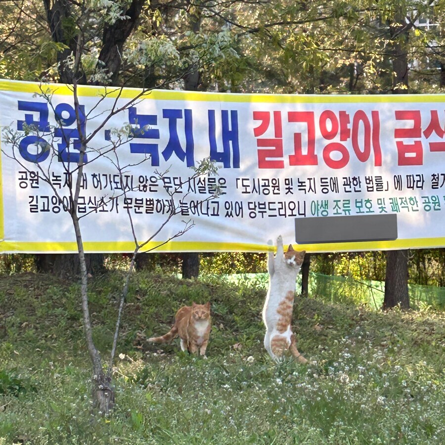 지자체 정책에 항의하는 고양이.jpg_2.jpg