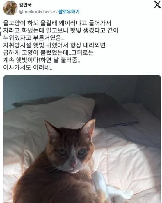 햇볕이 들어올 때마다 집사를 찾는 고양이_1.webp