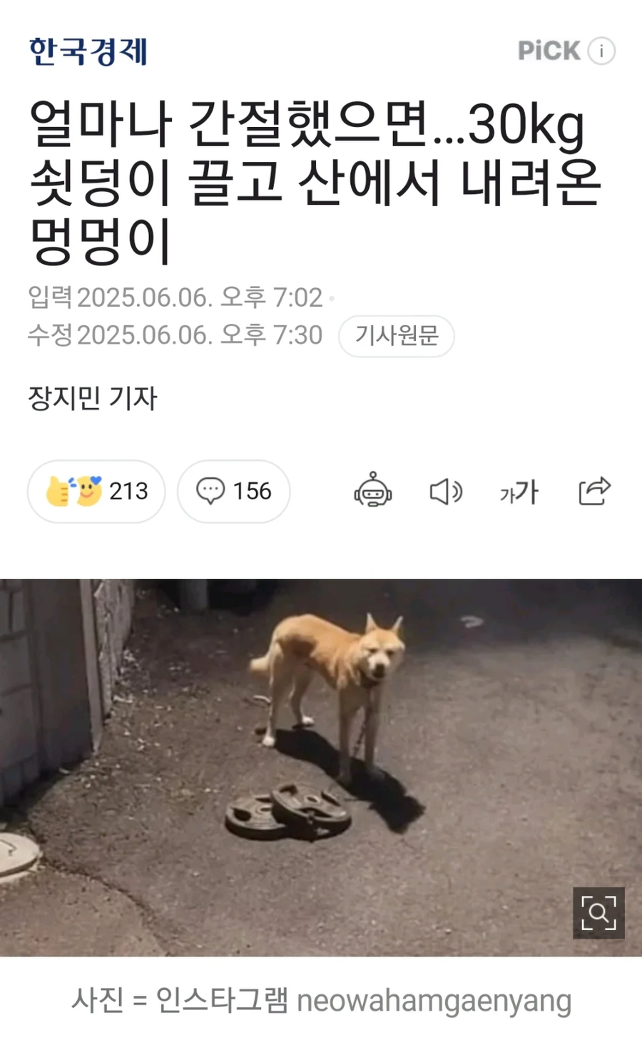 산에서 30KG 원판 끌고 내려온 강아지_1.webp