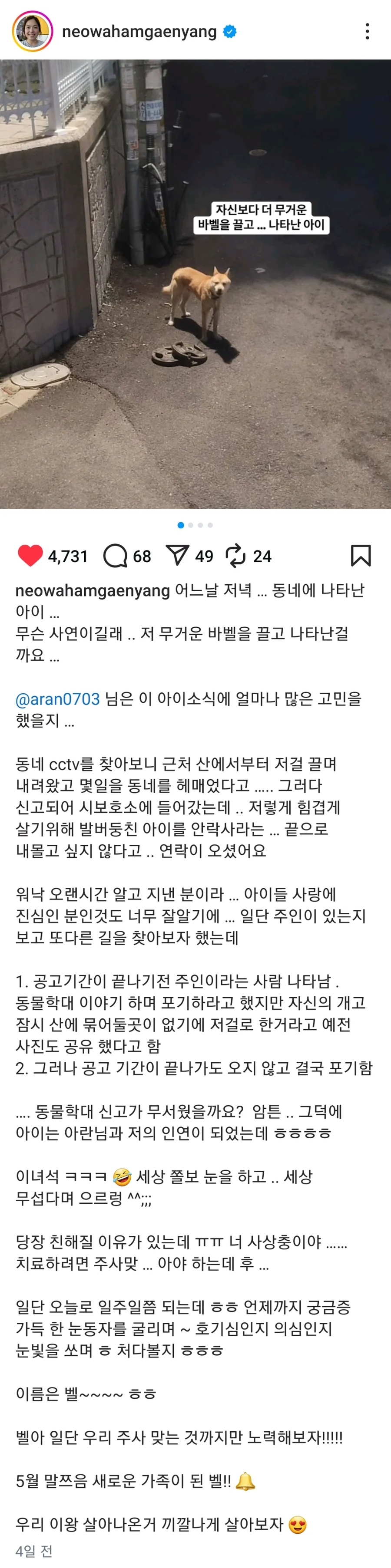 산에서 30KG 원판 끌고 내려온 강아지_2.webp
