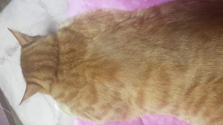 새끼 길고양이 살크업 시킨 사람.JPG_4.jpg