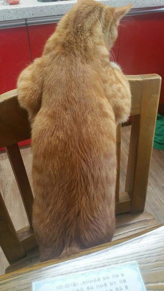 새끼 길고양이 살크업 시킨 사람.JPG_5.jpg