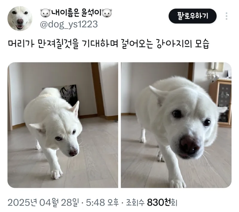 머리가 만져질 것을 기대하며 걸어오는 댕댕이_1.webp