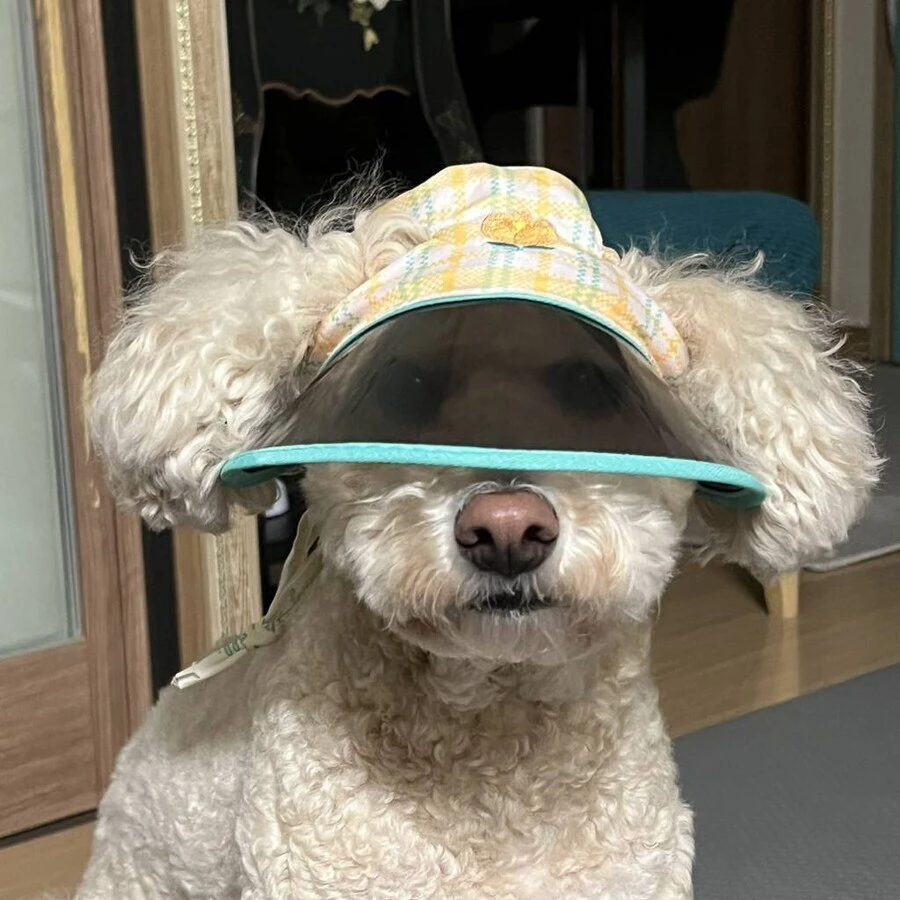 주인이 사준 모자가 맘에 안드는 댕댕이_1.webp