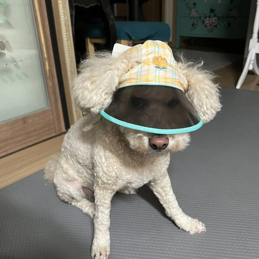 주인이 사준 모자가 맘에 안드는 댕댕이_2.webp