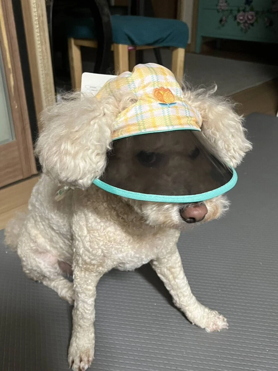 주인이 사준 모자가 맘에 안드는 댕댕이_3.webp