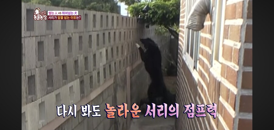 애들 체력 뺀다고 뛰어놀게 하지 말아야 하는 이유_6.jpg