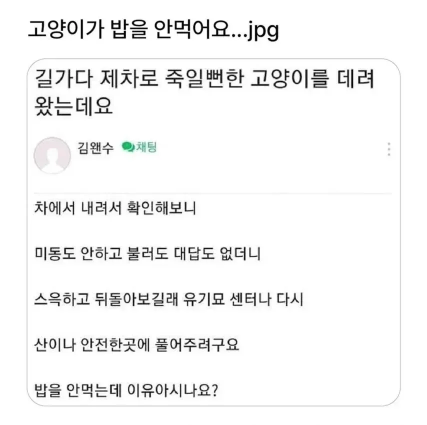 냥줍한 고양이가 밥을 안먹어요.._1.webp