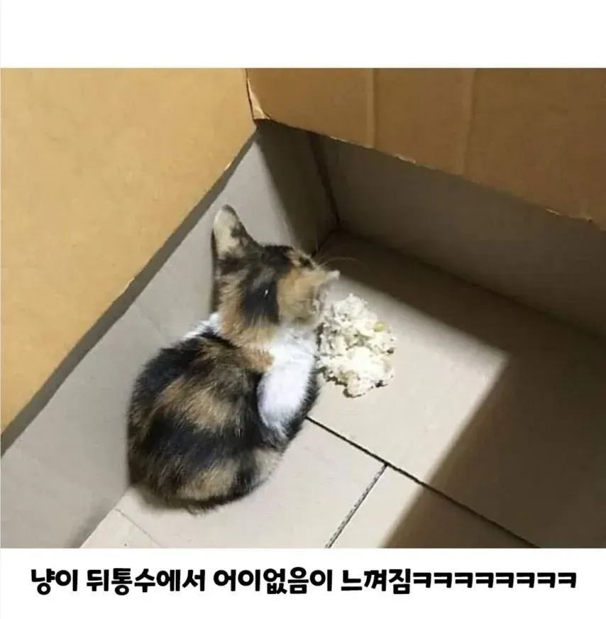 냥줍한 고양이가 밥을 안먹어요.._2.webp