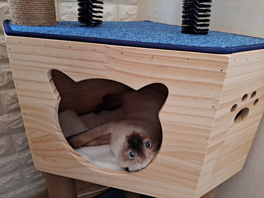 고양이 캣타워 샀는데 너무 큰 것 산것 같다..._3.jpg