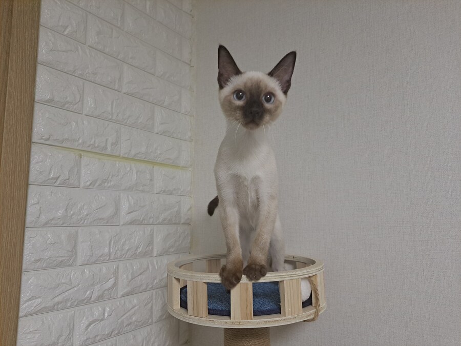 고양이 캣타워 샀는데 너무 큰 것 산것 같다..._4.jpg