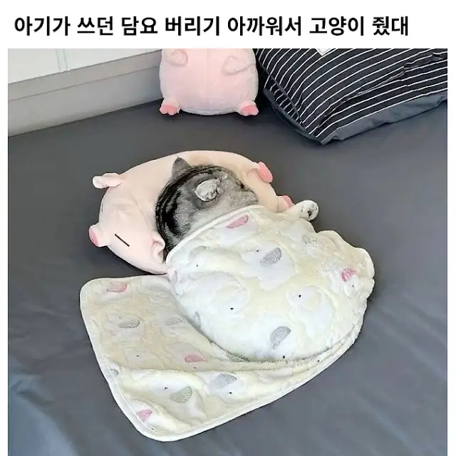 고양이한테 담요 물려주면 벌어지는 일..!_1.webp