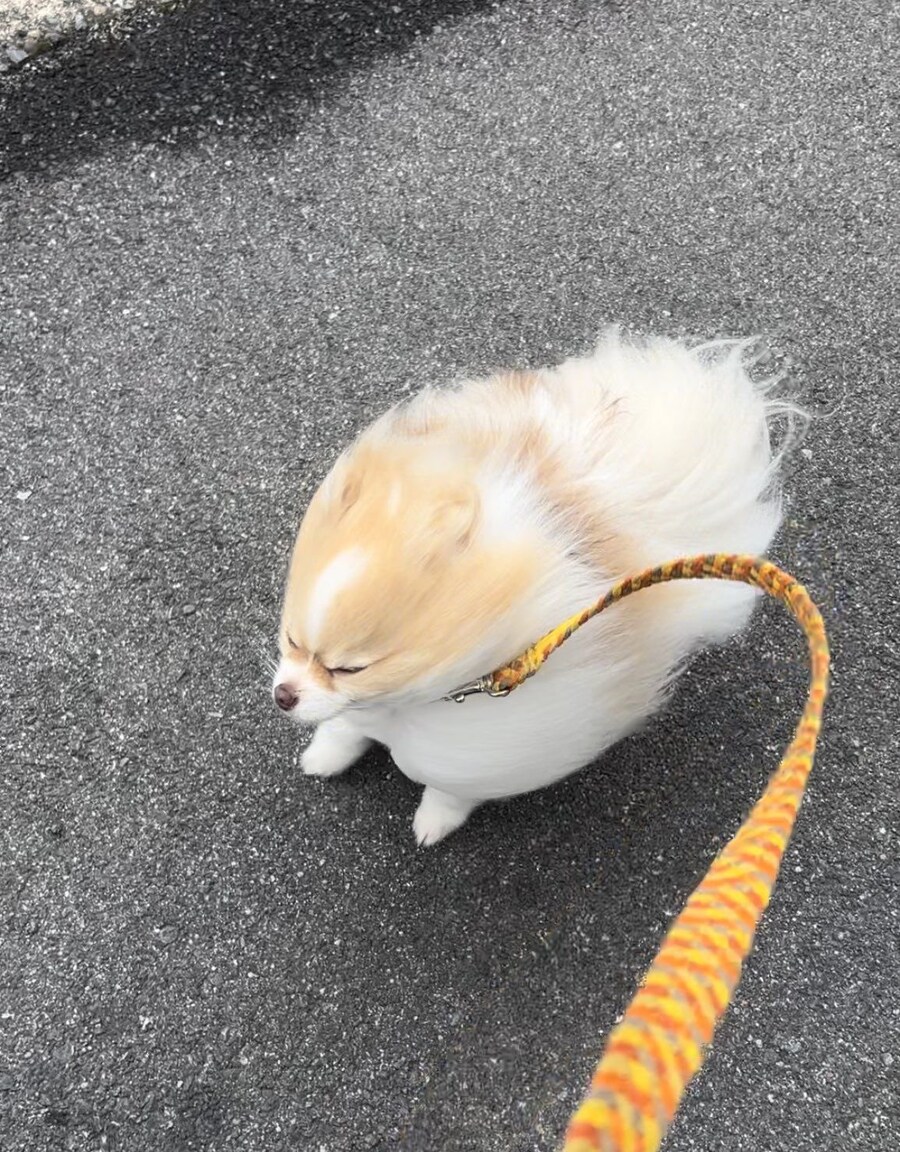 개 목줄을 해야하는 이유.jpg_1.jpg