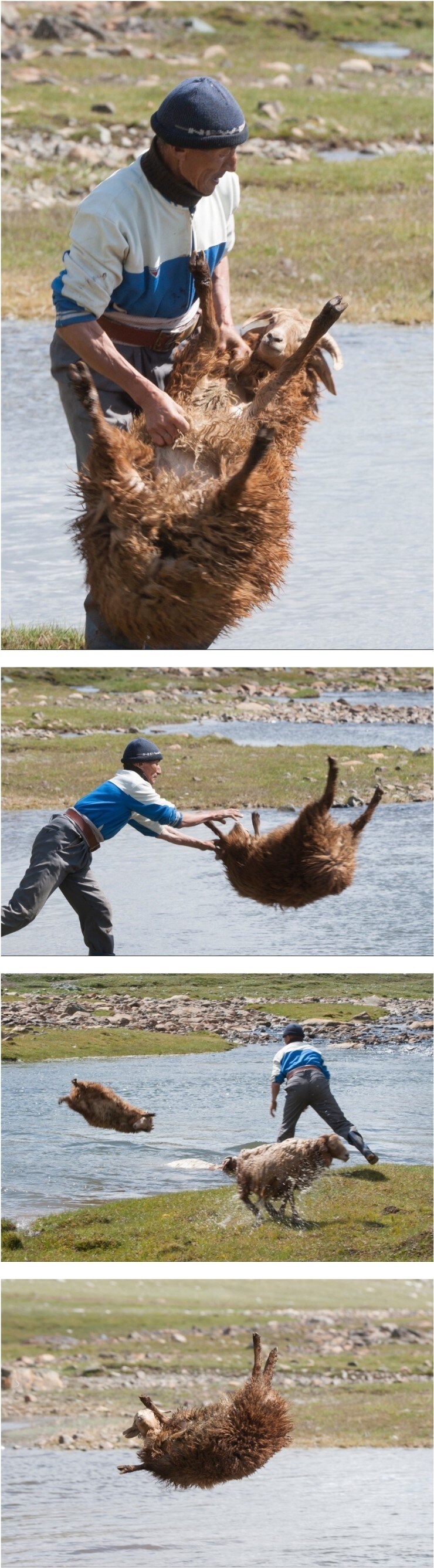 몽골식 양 목욕 방법_1.jpg