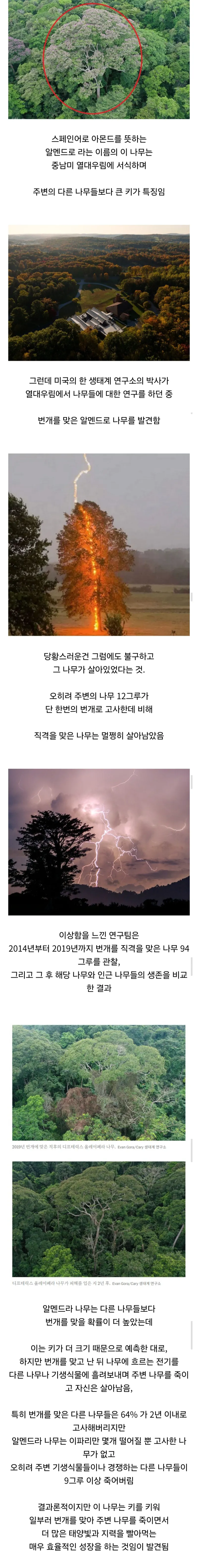 경쟁자를 죽이기 위해 일부러 번개를 맞는 나무_1.webp