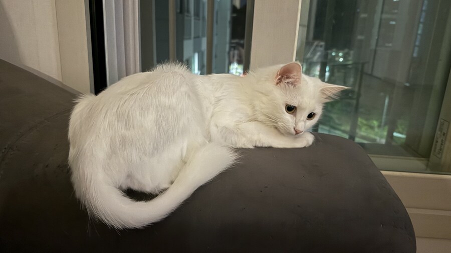 우리집 고양이 보고 갈래?_2.jpg