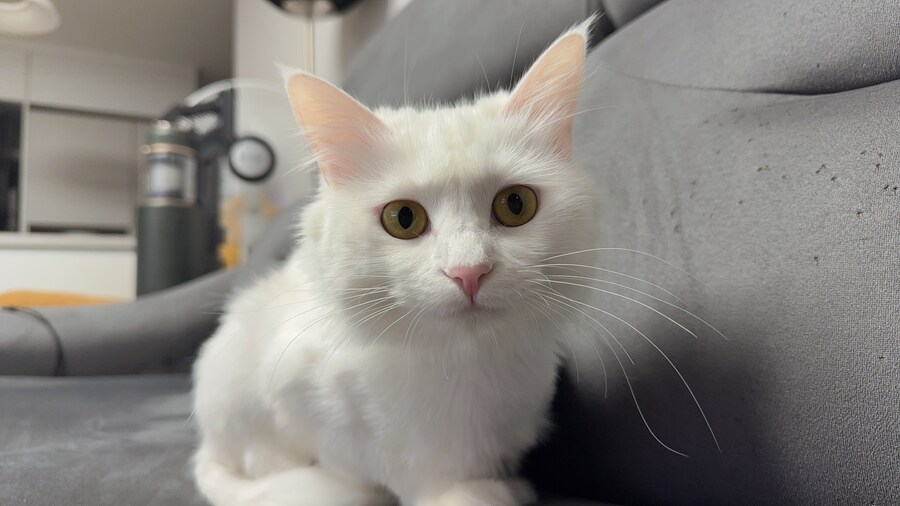 우리집 고양이 보고 갈래?_6.jpg