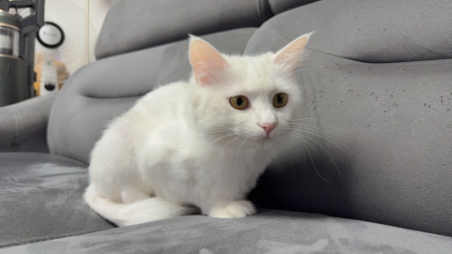 우리집 고양이 보고 갈래?_7.jpg