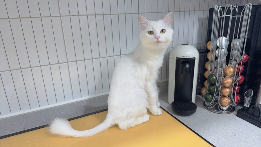 우리집 고양이 보고 갈래?_8.jpg