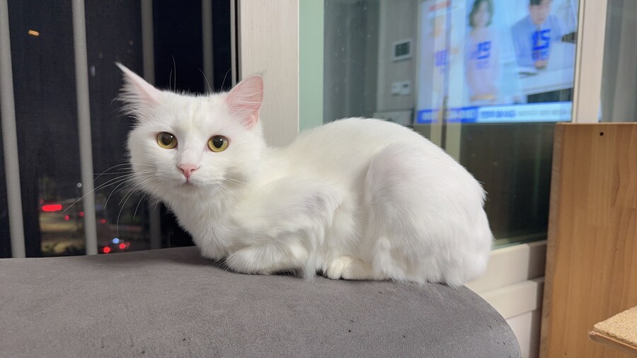 우리집 고양이 보고 갈래?_9.jpg