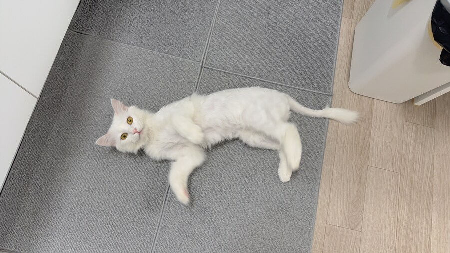 우리집 고양이 보고 갈래?_10.jpg