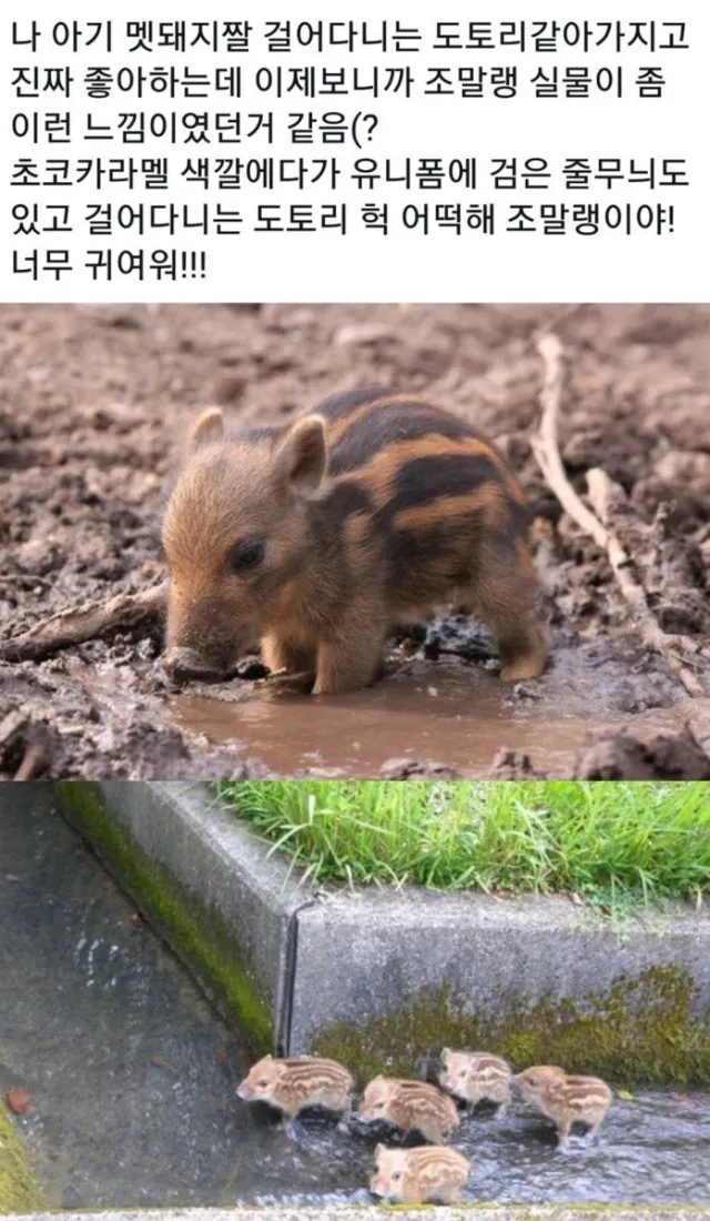 걸어다니는 아기 도토리._1.webp