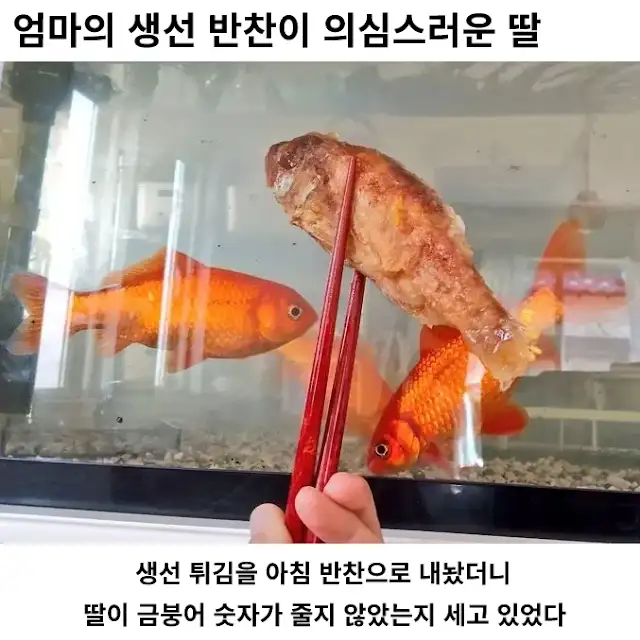 엄마의 생선 반찬이 의심스러운 딸.jpg_1.webp