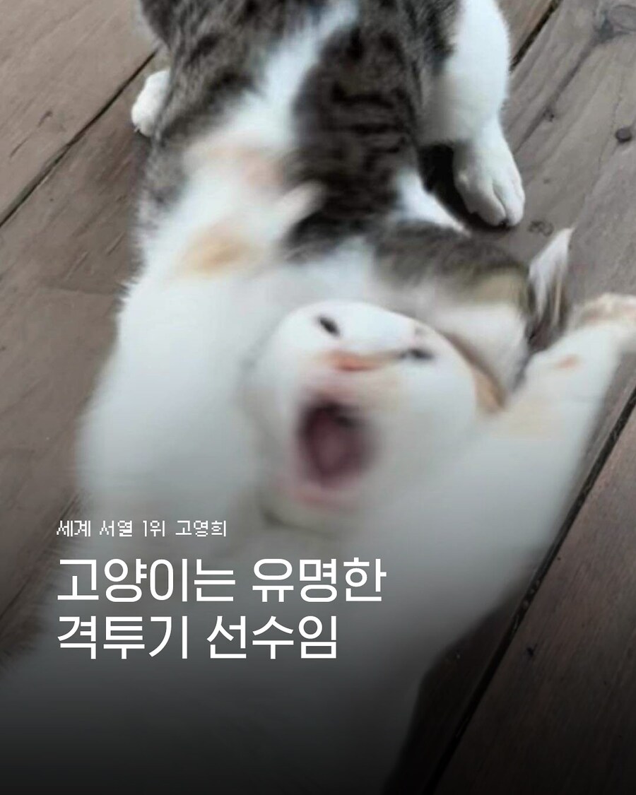 고양이는 유명한 격투기 선수임_1.jpg