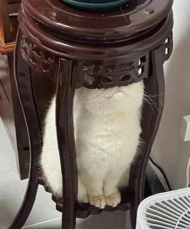 고양이 없다_1.webp