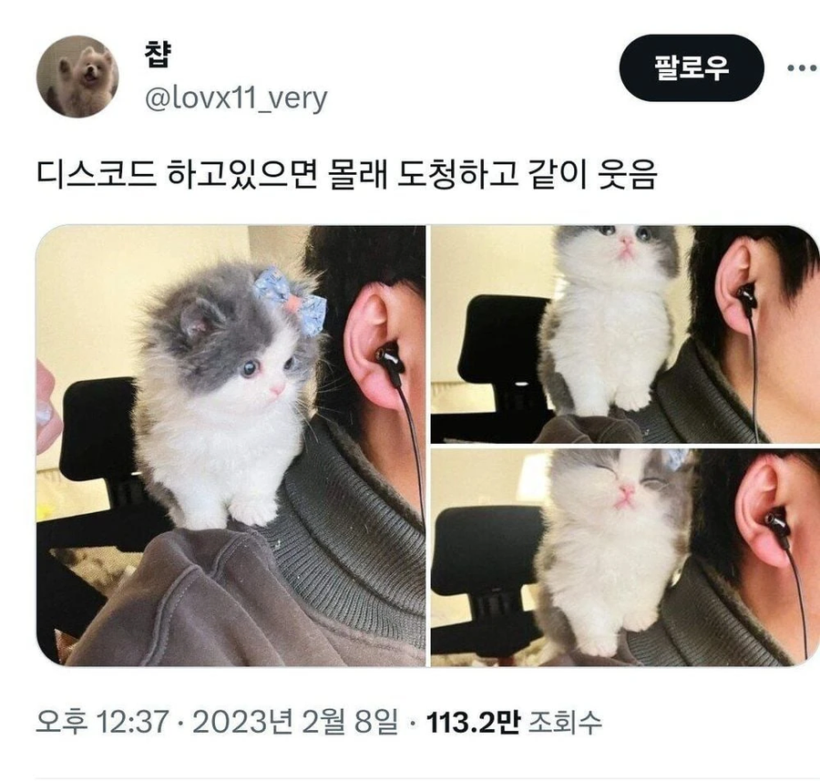 몰래 디스코드 도청하는 고양이_1.webp