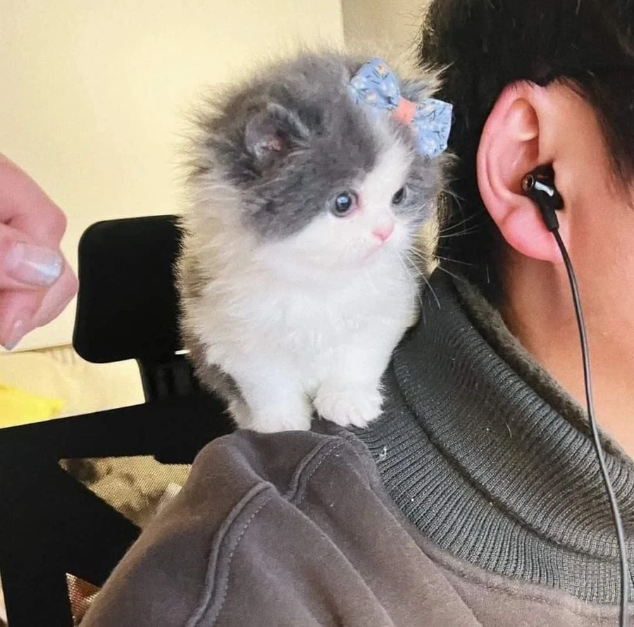 몰래 디스코드 도청하는 고양이_2.webp