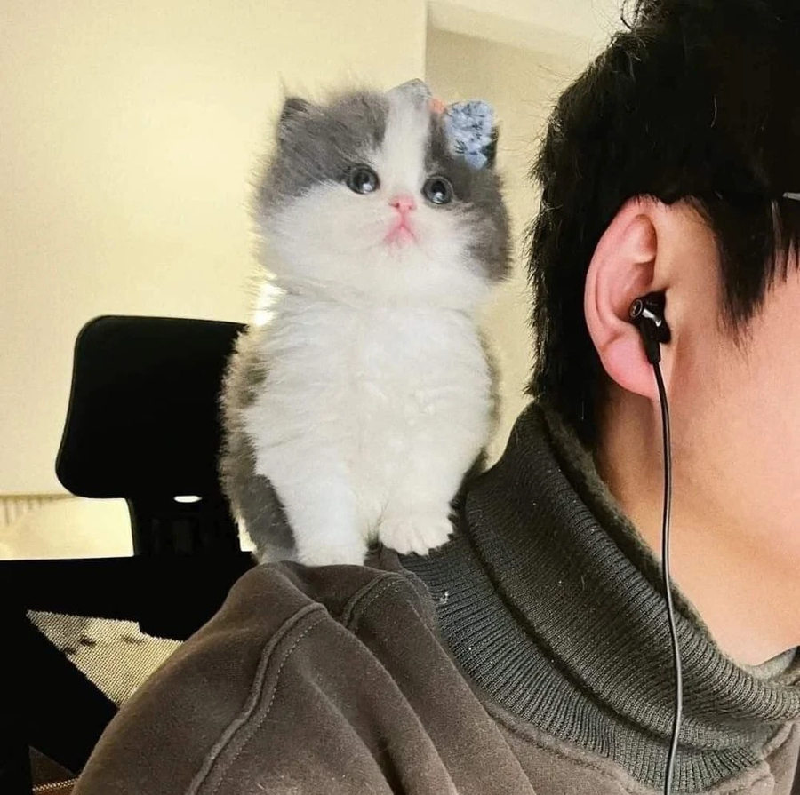 몰래 디스코드 도청하는 고양이_3.webp