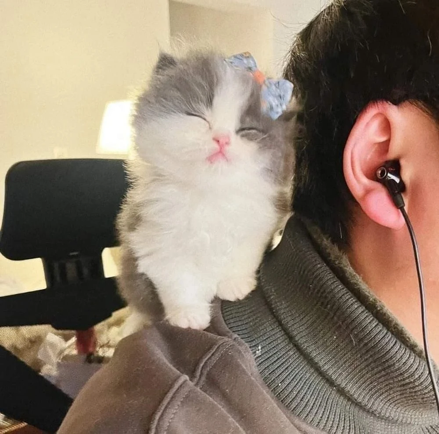 몰래 디스코드 도청하는 고양이_4.webp